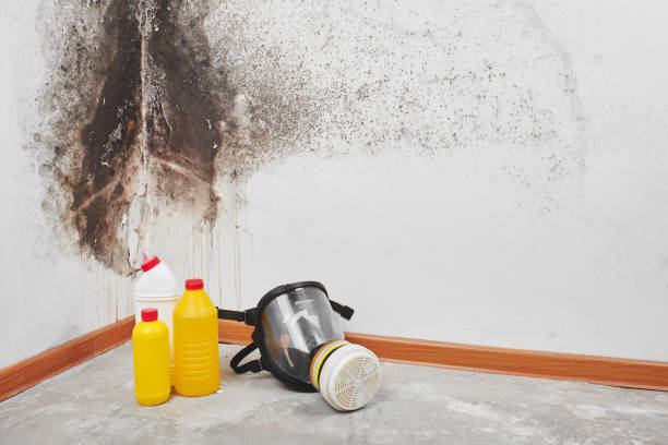 Best White Mold Remediation in Wright City, MO