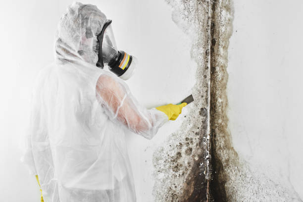 Best Insurance-Related Mold Remediation in Wright City, MO