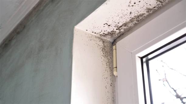 Best Attic Mold Remediation in Wright City, MO