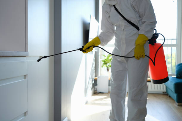 Best Mold Remediation for Schools in Wright City, MO