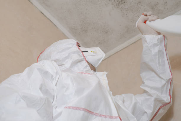 Best Residential Mold Remediation in Wright City, MO