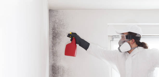 Best Commercial Mold Remediation in Wright City, MO