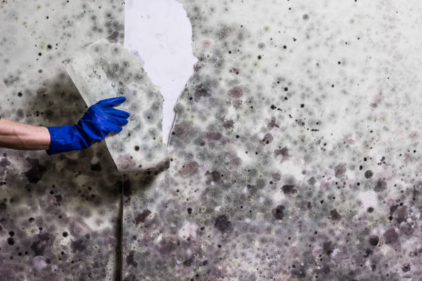 Professional Mold Remediation in Wright City, MO