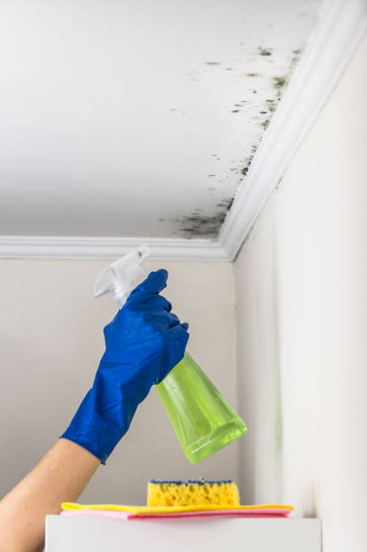 Trusted Wright City, MO Mold Remediation Experts